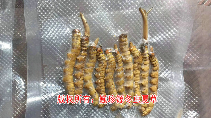 早產(chǎn)冬蟲夏草,在新鮮冬蟲夏草采挖上市初期,有為數(shù)不少的早產(chǎn)冬蟲夏草流入市場