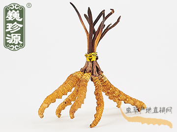 冬蟲夏草 那曲冬蟲夏草3.5條/克 中期草 精選貨