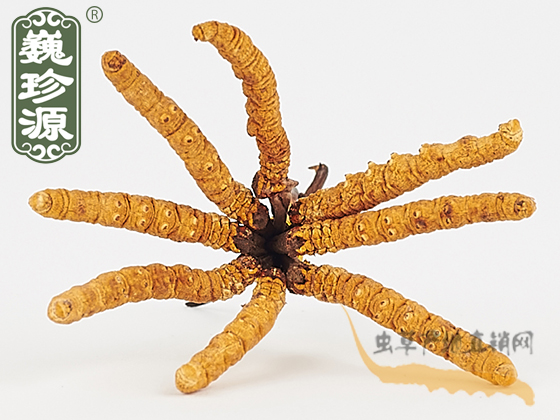 那曲冬蟲夏草3.5條/克 中期草 精選貨