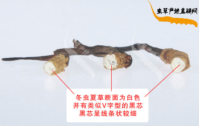 最簡單冬蟲夏草真假鑒別方法,最簡便的真假冬蟲夏草辨別方法,最簡單的真假冬蟲夏草分辨方法